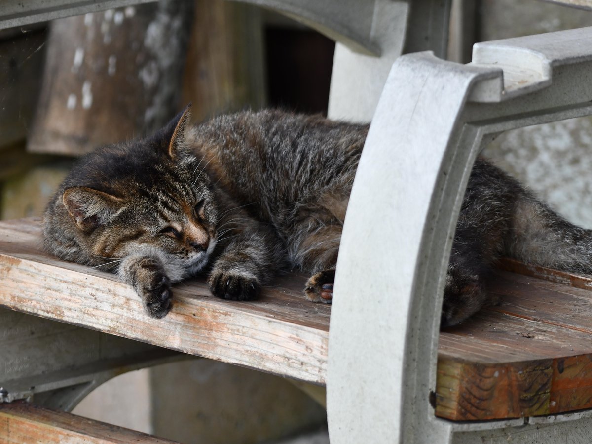 #67:
          Feral Tabby Cat, Okinawa.
          f/ at mm - Shutter Speed: - ISO:
